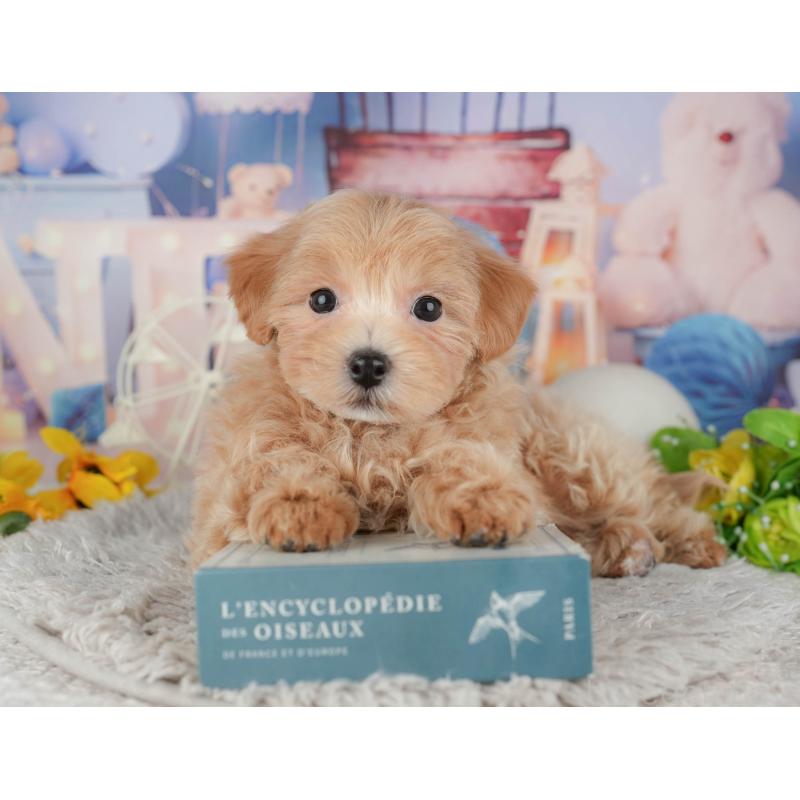 販売中の千葉県のミックス犬-443628の4枚目