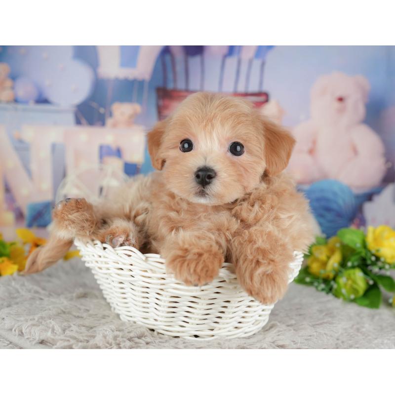 販売中の千葉県のミックス犬-443628の3枚目