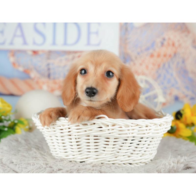 販売中の千葉県のミニチュアダックスフンド(ロングヘアード)-443624の1枚目