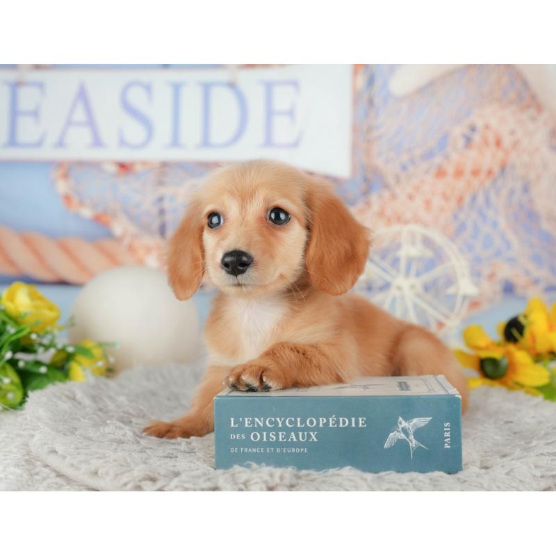 販売中の千葉県のミニチュアダックスフンド(ロングヘアード)-443624の11枚目