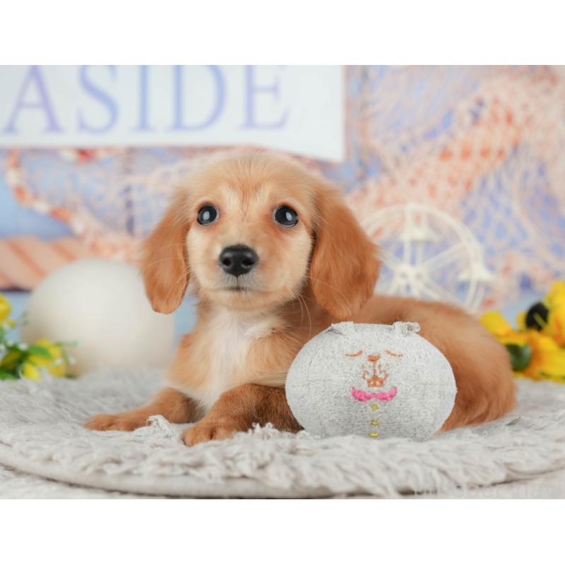 販売中の千葉県のミニチュアダックスフンド(ロングヘアード)-443624の10枚目