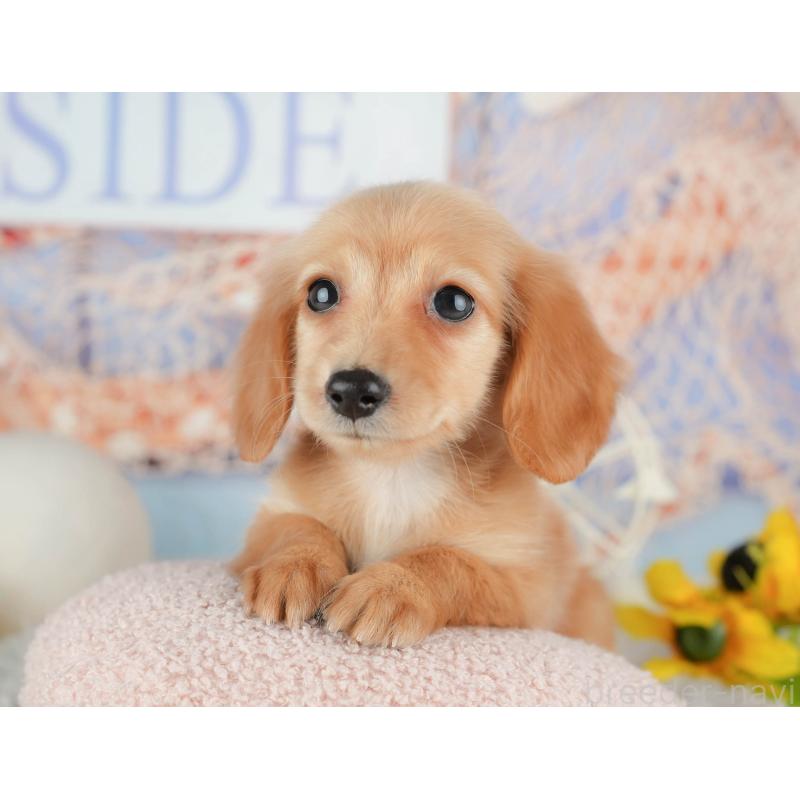 販売中の千葉県のミニチュアダックスフンド(ロングヘアード)-443624の8枚目