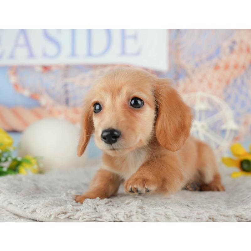 販売中の千葉県のミニチュアダックスフンド(ロングヘアード)-443624の6枚目