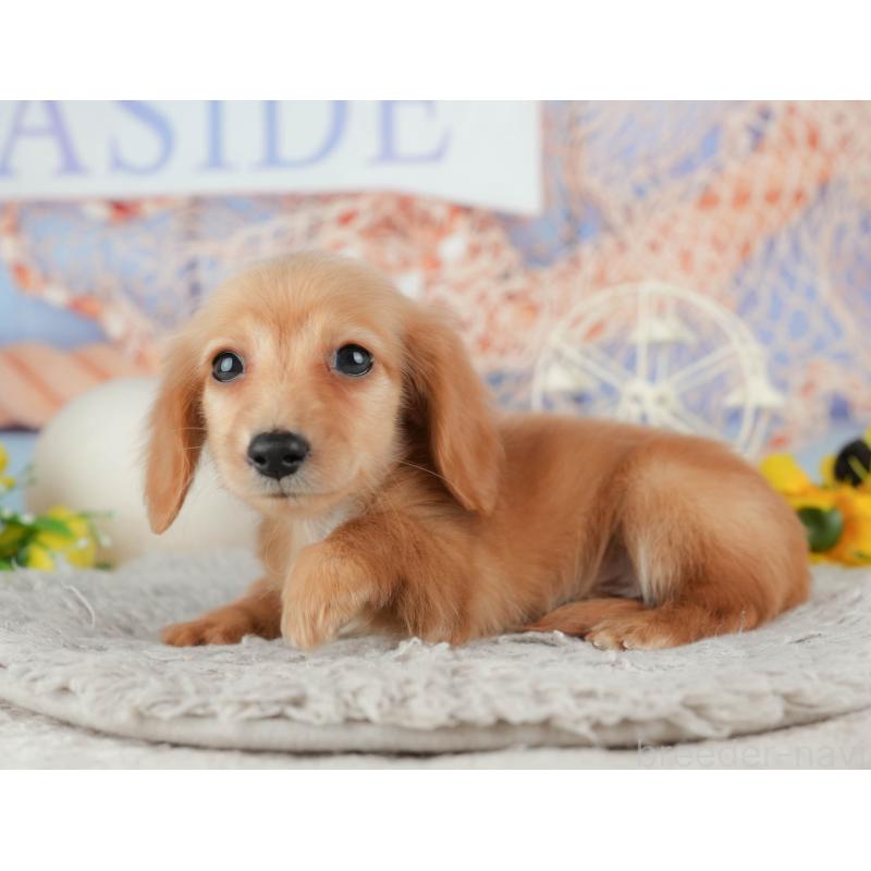 販売中の千葉県のミニチュアダックスフンド(ロングヘアード)-443624の5枚目