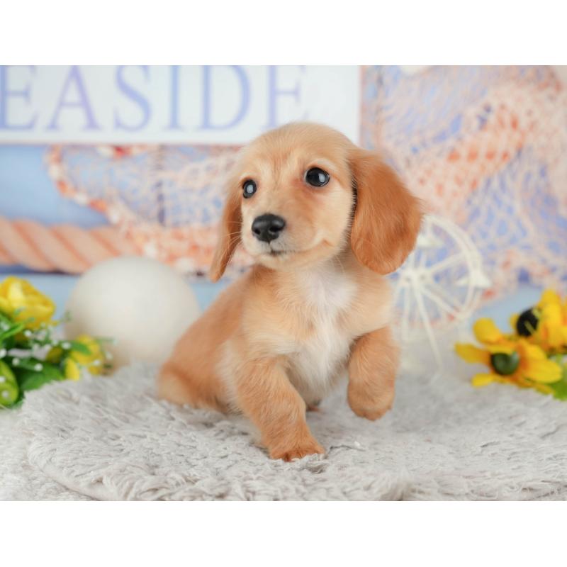 販売中の千葉県のミニチュアダックスフンド(ロングヘアード)-443624の4枚目