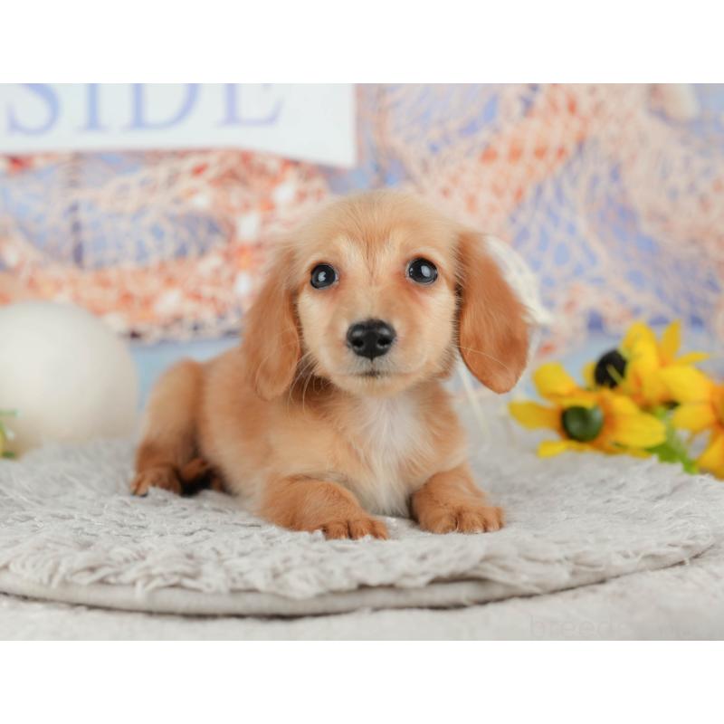 販売中の千葉県のミニチュアダックスフンド(ロングヘアード)-443624の3枚目