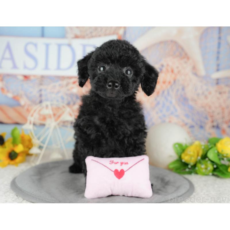 販売中の千葉県のトイプードル-443618の1枚目