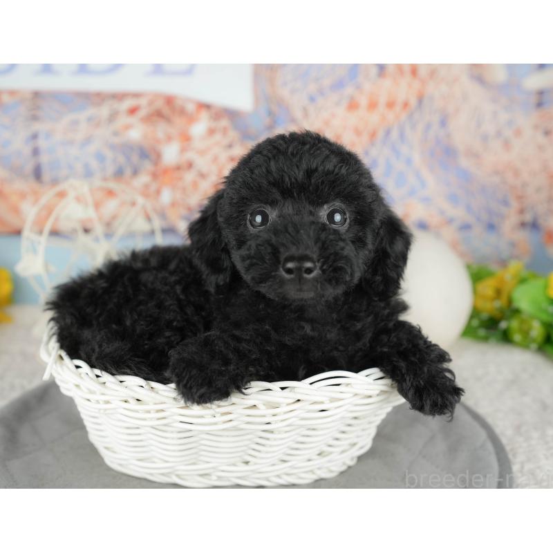 販売中の千葉県のトイプードル-443618の11枚目