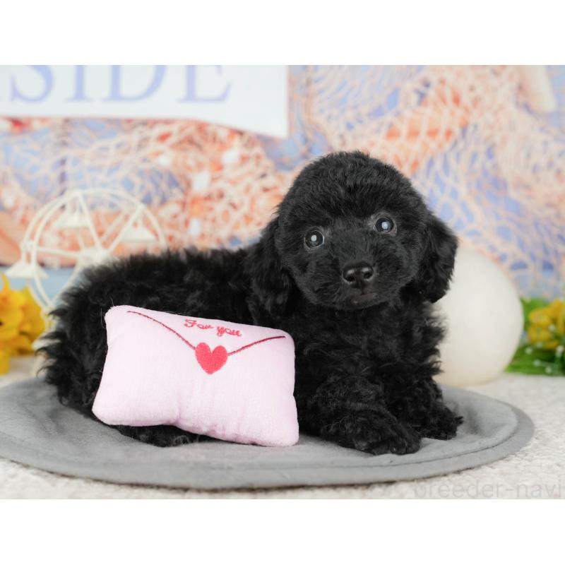 販売中の千葉県のトイプードル-443618の10枚目