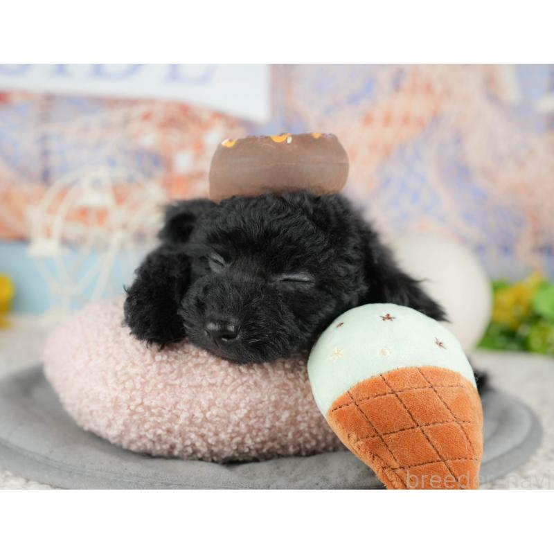 販売中の千葉県のトイプードル-443618の7枚目