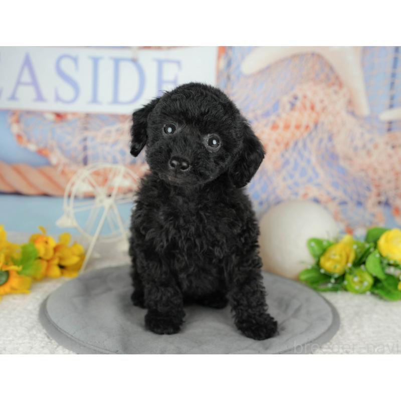 販売中の千葉県のトイプードル-443618の5枚目