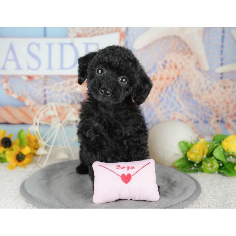 販売中の千葉県のトイプードル-443618の3枚目