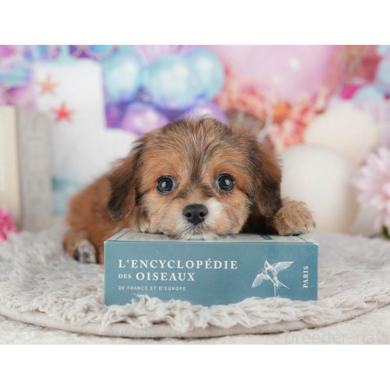 販売中の千葉県のミックス犬-443615