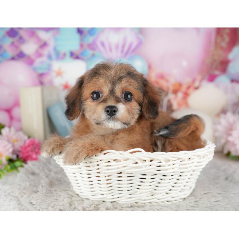 販売中の千葉県のミックス犬-443615の11枚目
