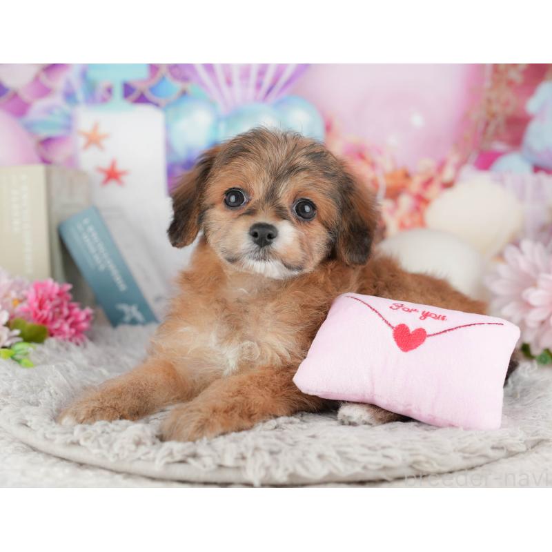 販売中の千葉県のミックス犬-443615の10枚目