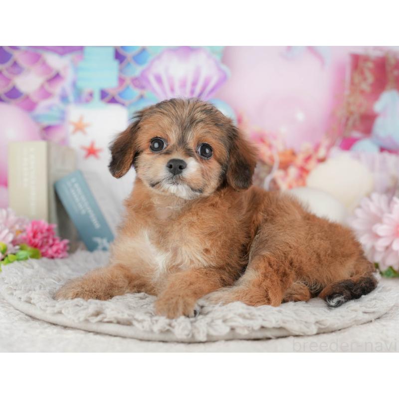 販売中の千葉県のミックス犬-443615の9枚目