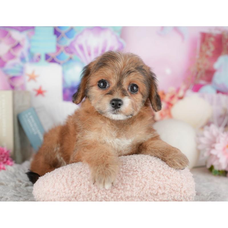 販売中の千葉県のミックス犬-443615の8枚目