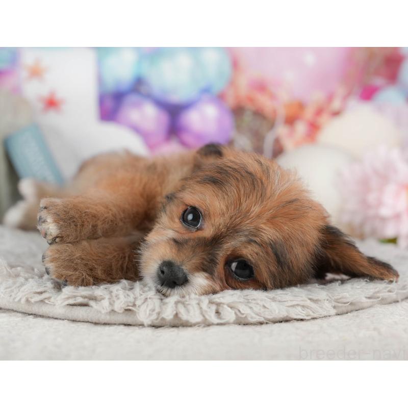 販売中の千葉県のミックス犬-443615の7枚目