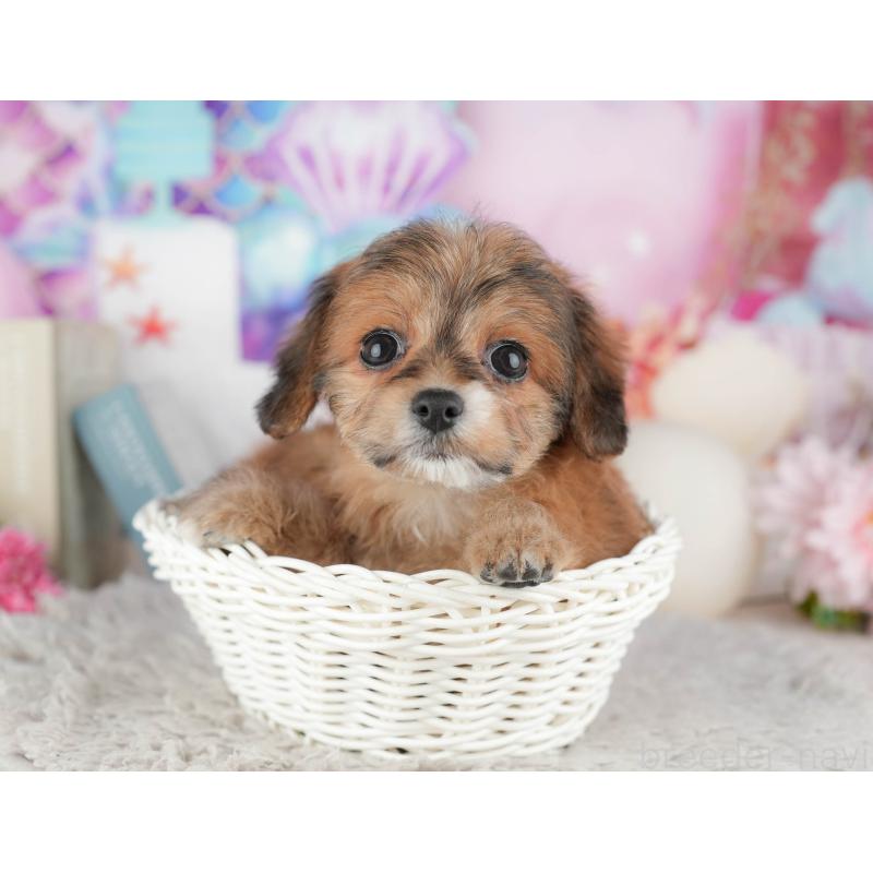 販売中の千葉県のミックス犬-443615の5枚目