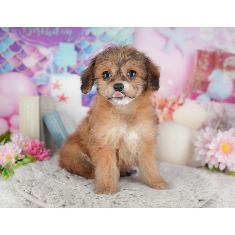 販売中の千葉県のミックス犬-443615の4枚目