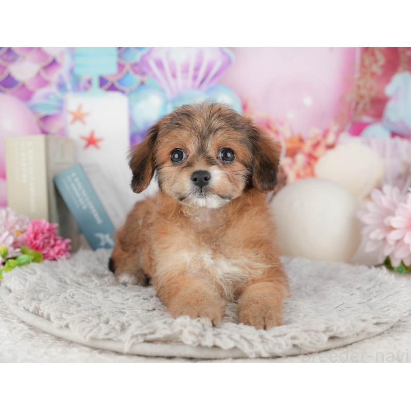 販売中の千葉県のミックス犬-443615の3枚目