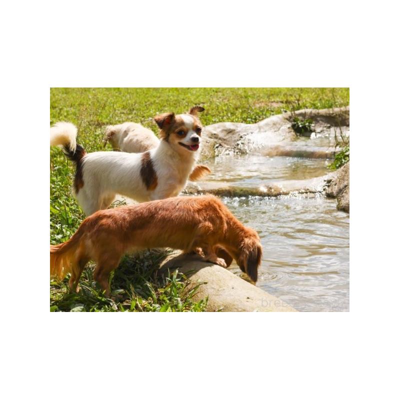 販売中の千葉県のミックス犬-443612の13枚目