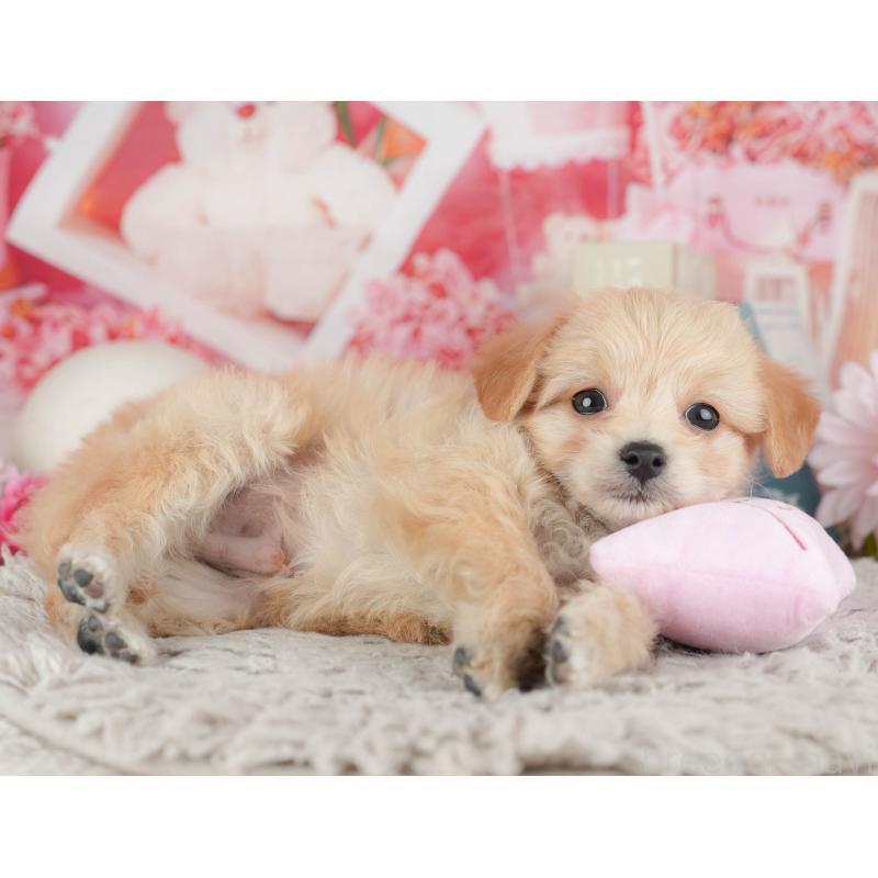 販売中の千葉県のミックス犬-443612の10枚目