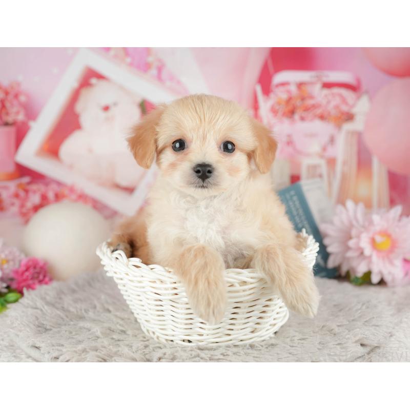 販売中の千葉県のミックス犬-443612の9枚目