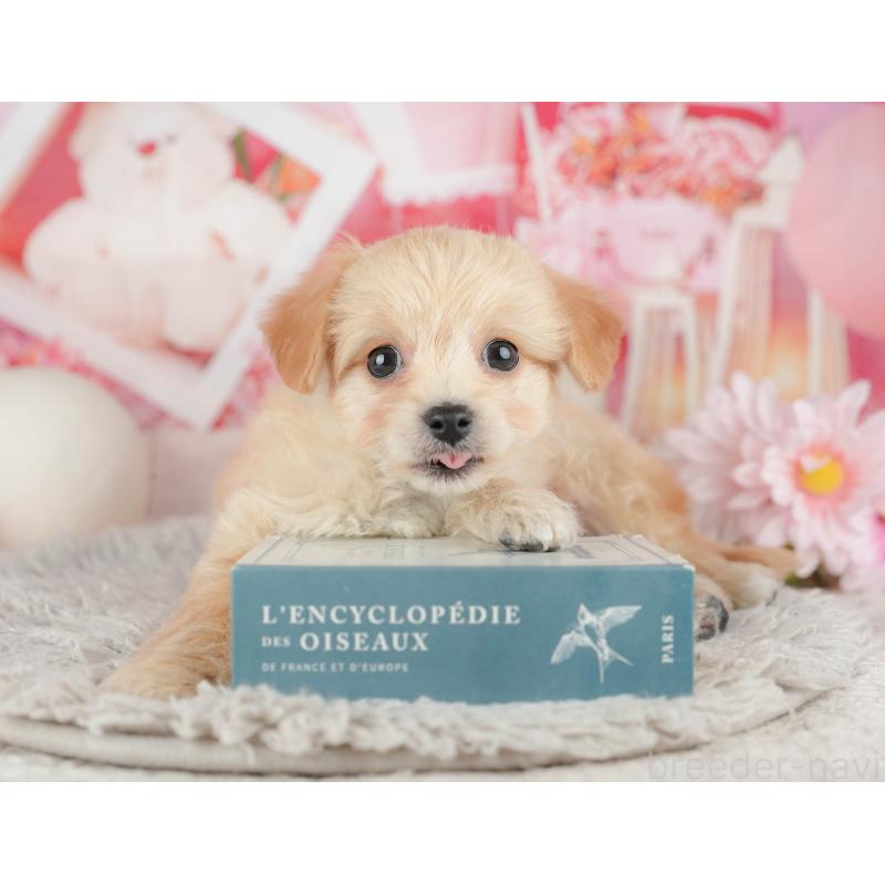 販売中の千葉県のミックス犬-443612の7枚目