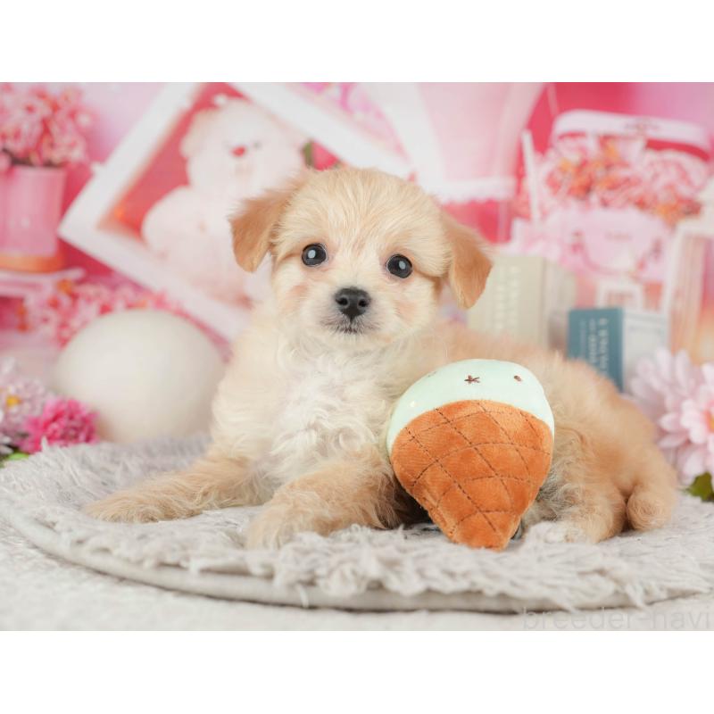 販売中の千葉県のミックス犬-443612の6枚目