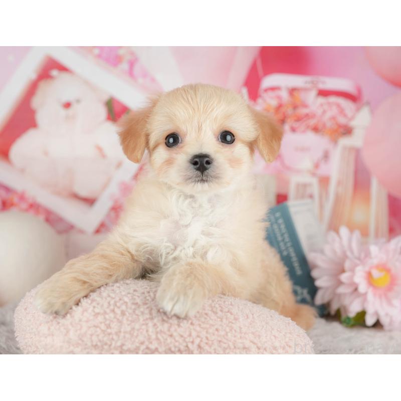 販売中の千葉県のミックス犬-443612の5枚目