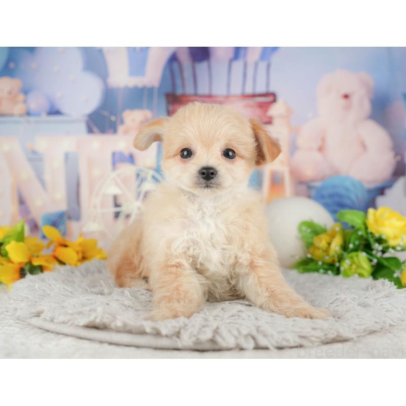 販売中の千葉県のミックス犬-443610の1枚目