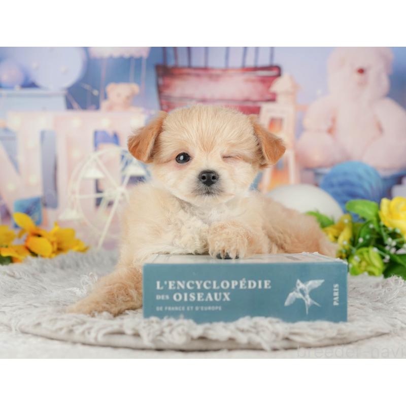 販売中の千葉県のミックス犬-443610の11枚目