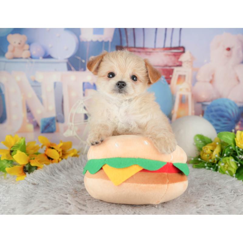 販売中の千葉県のミックス犬-443610の10枚目