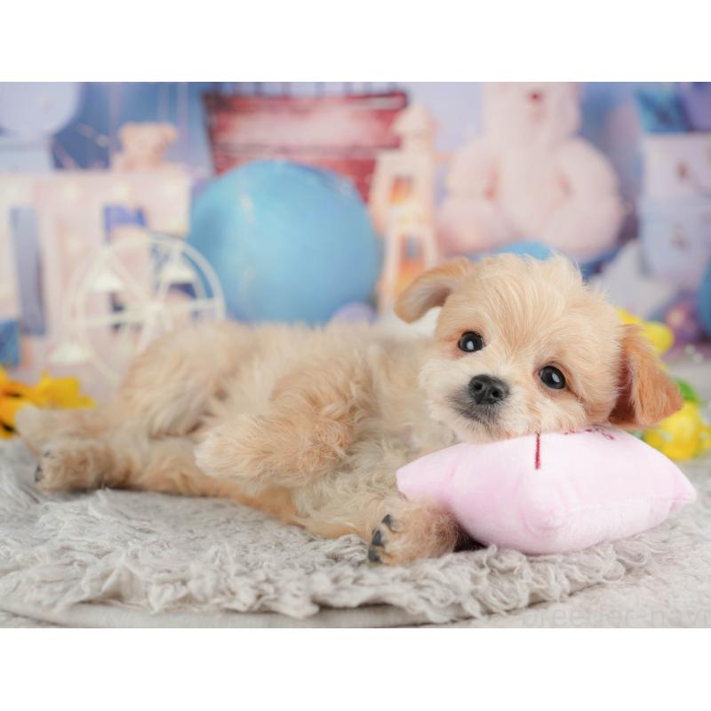 販売中の千葉県のミックス犬-443610の9枚目