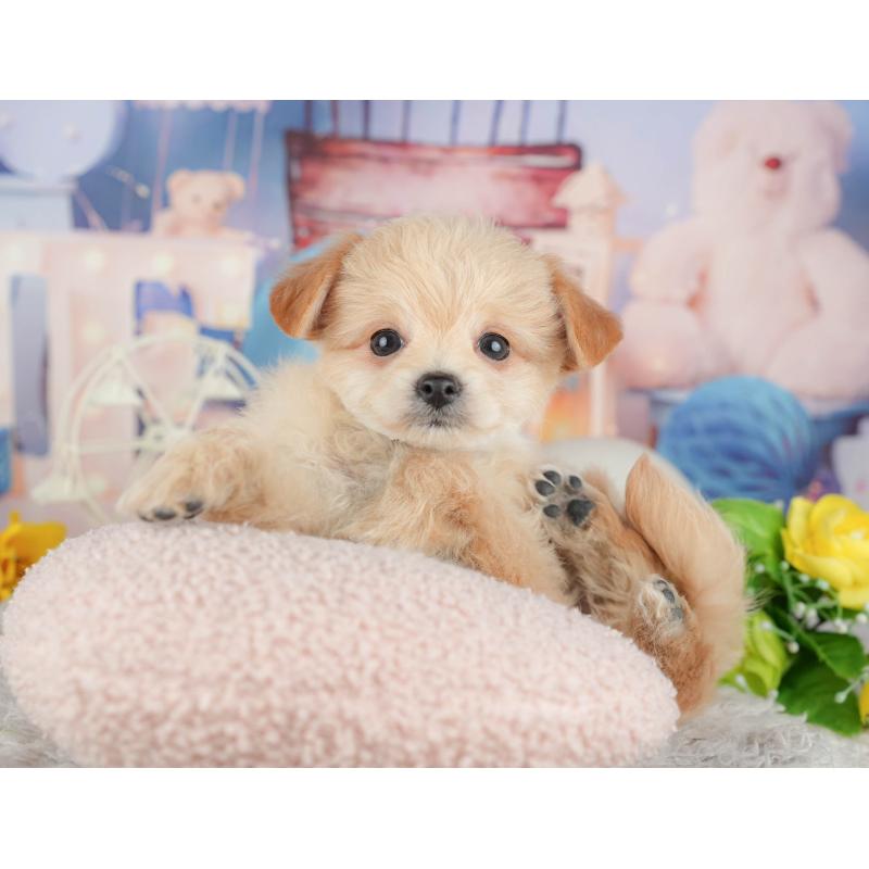 販売中の千葉県のミックス犬-443610の8枚目