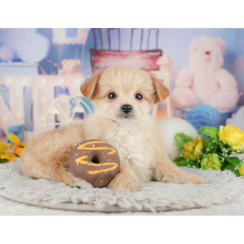 販売中の千葉県のミックス犬-443610の6枚目