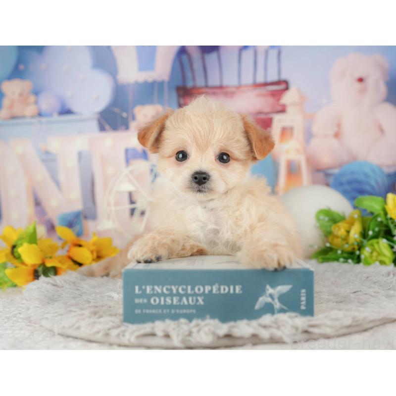 販売中の千葉県のミックス犬-443610の5枚目