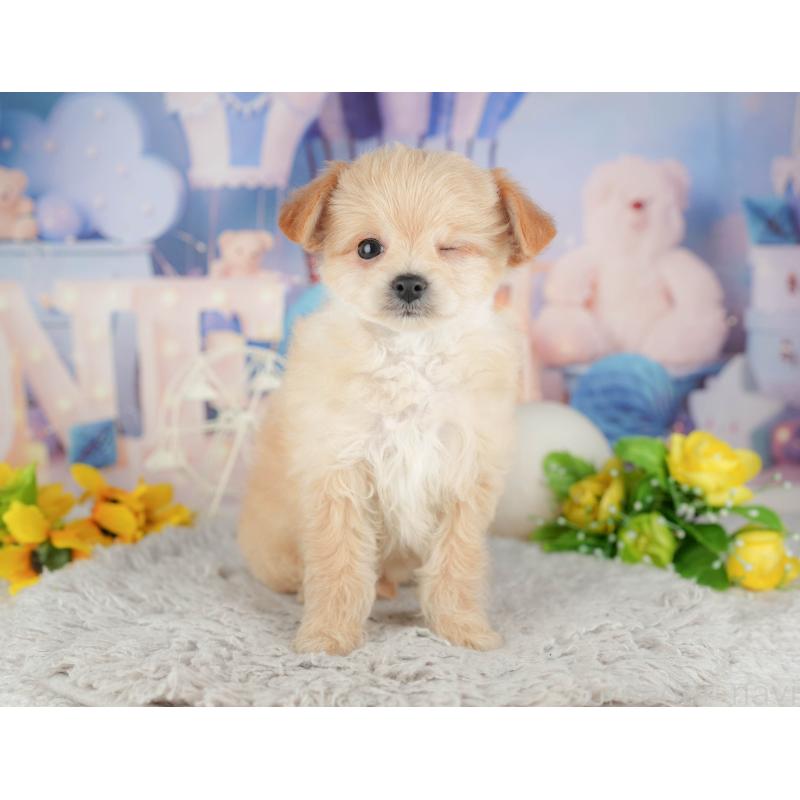 販売中の千葉県のミックス犬-443610の3枚目