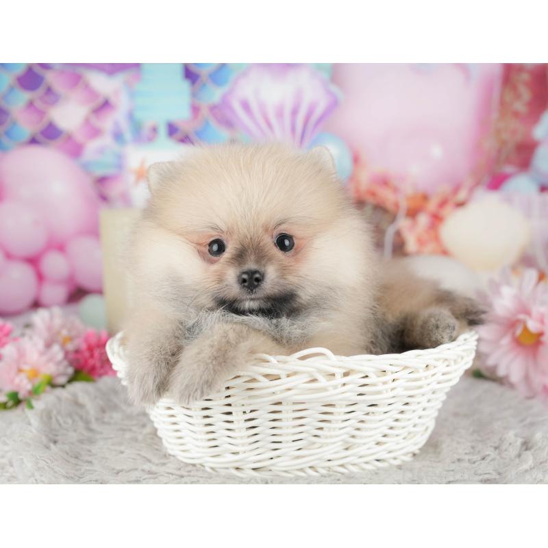 販売中の千葉県のポメラニアン-443607の1枚目