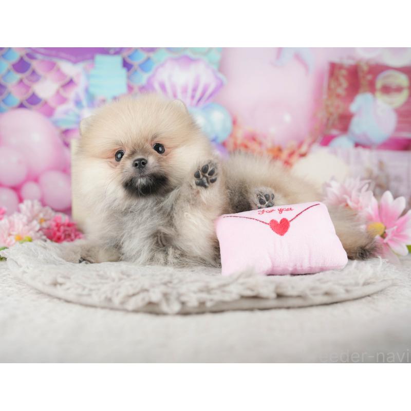 販売中の千葉県のポメラニアン-443607の9枚目