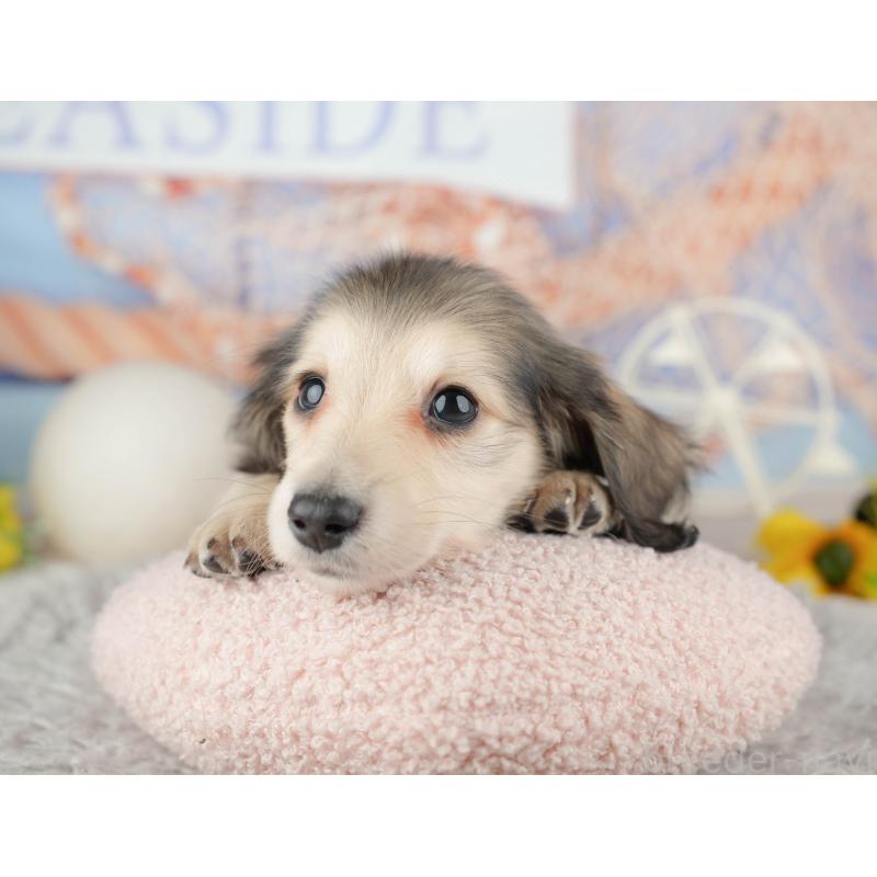 販売中の千葉県のミニチュアダックスフンド(ロングヘアード)-443599