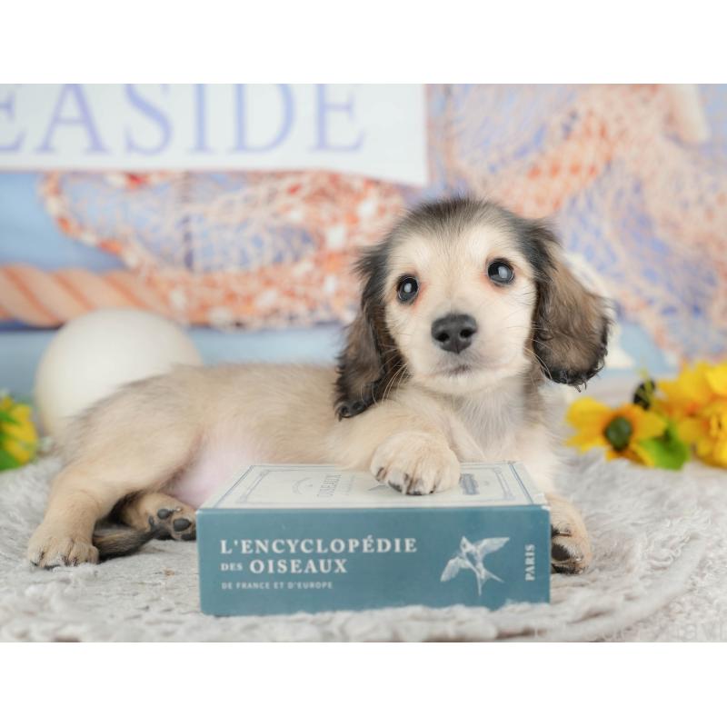 販売中の千葉県のミニチュアダックスフンド(ロングヘアード)-443599の10枚目