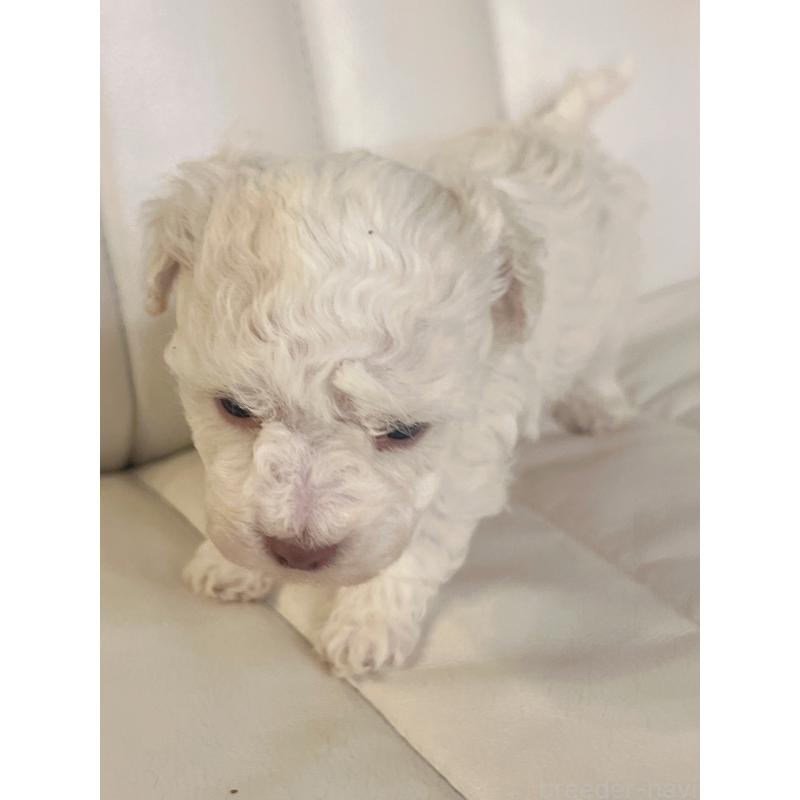 販売中の北海道のトイプードル-440004の4枚目