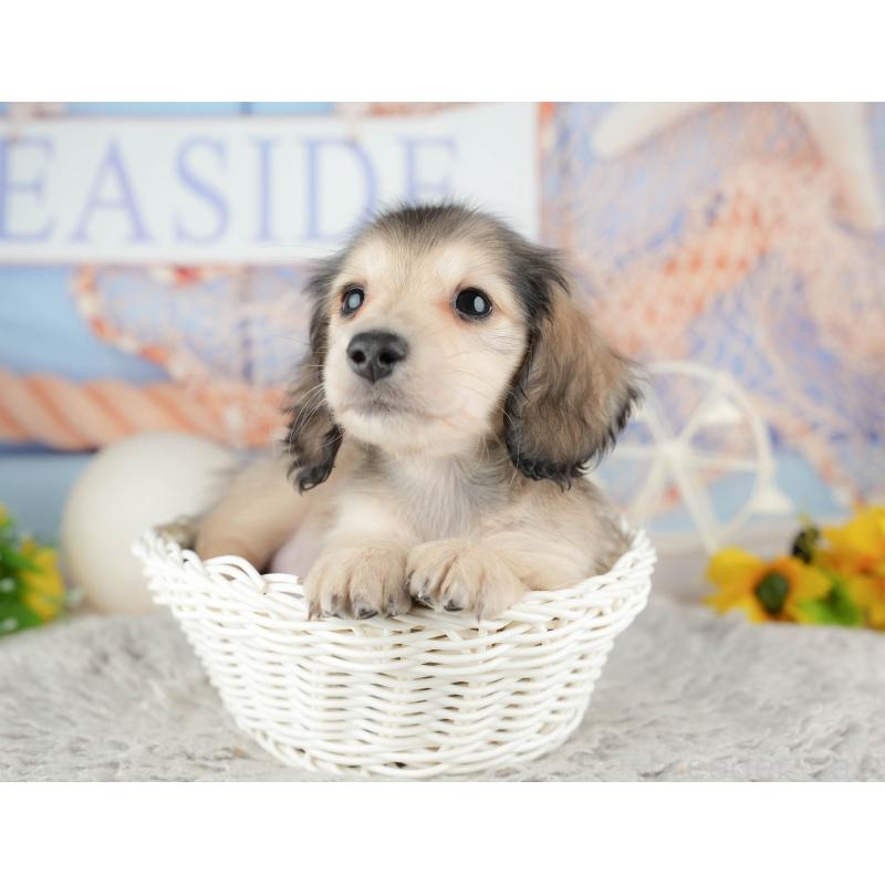 販売中の千葉県のミニチュアダックスフンド(ロングヘアード)-443599の8枚目