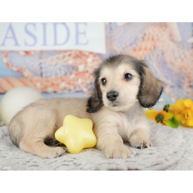 販売中の千葉県のミニチュアダックスフンド(ロングヘアード)-443599の7枚目