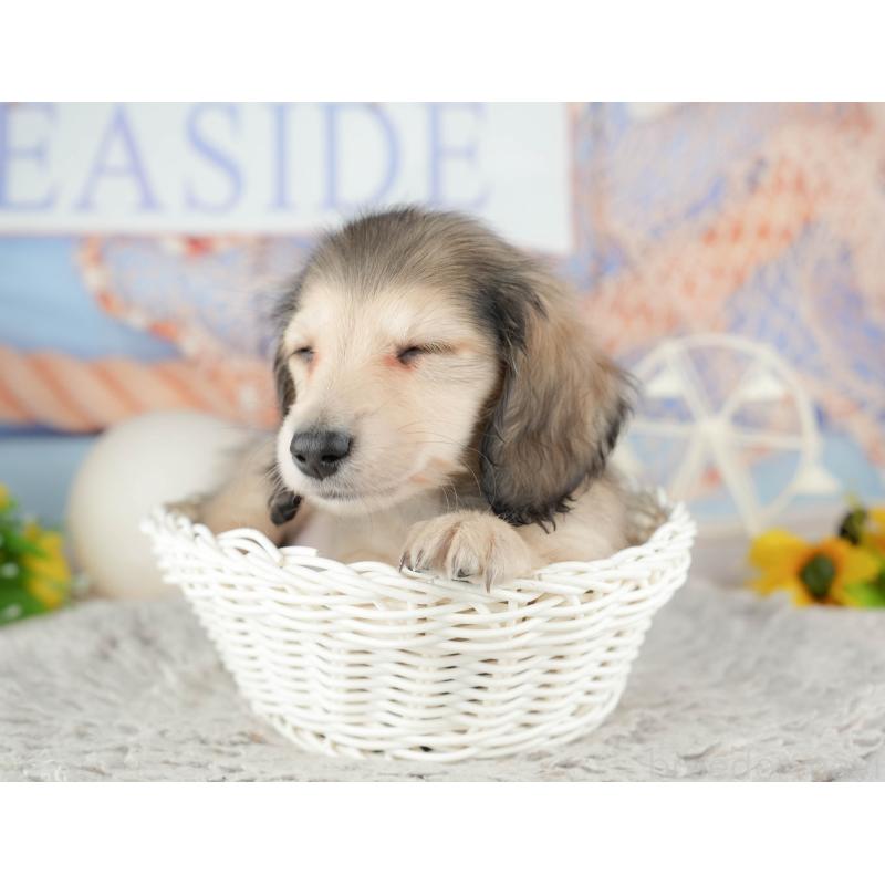 販売中の千葉県のミニチュアダックスフンド(ロングヘアード)-443599の6枚目