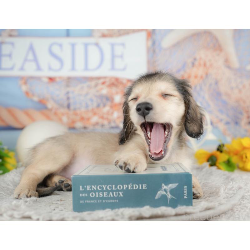 販売中の千葉県のミニチュアダックスフンド(ロングヘアード)-443599の5枚目