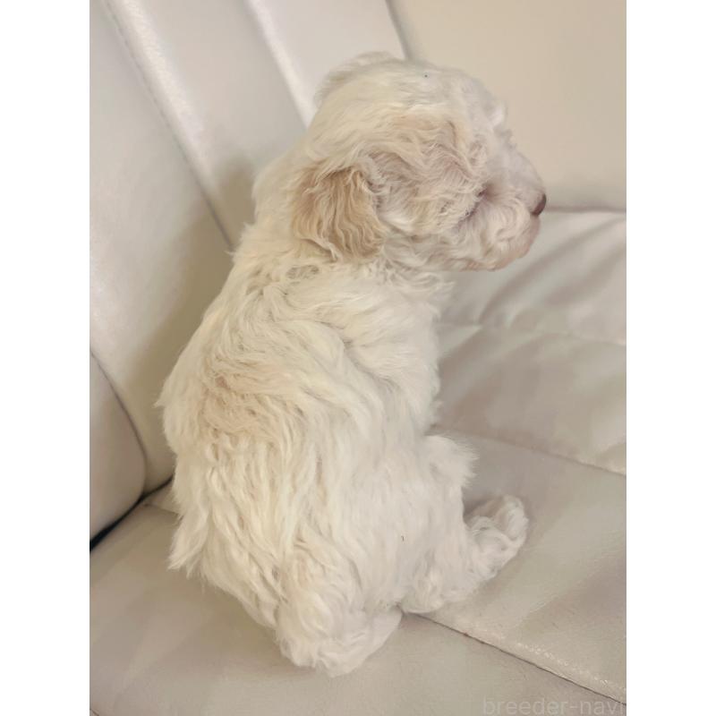 販売中の北海道のトイプードル-440004の3枚目