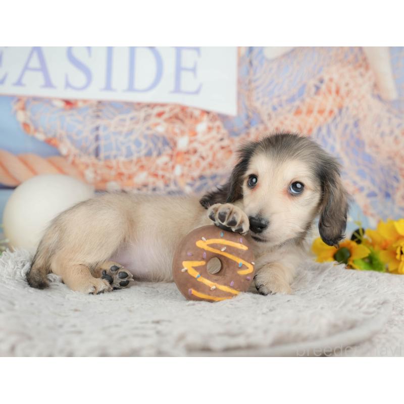 販売中の千葉県のミニチュアダックスフンド(ロングヘアード)-443599の3枚目